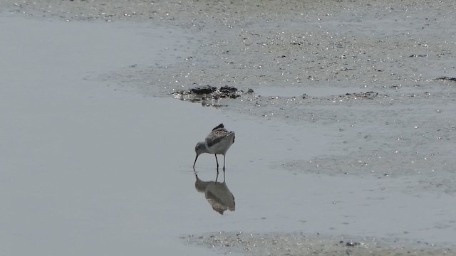 Marsh Sandpiper - ML615902792