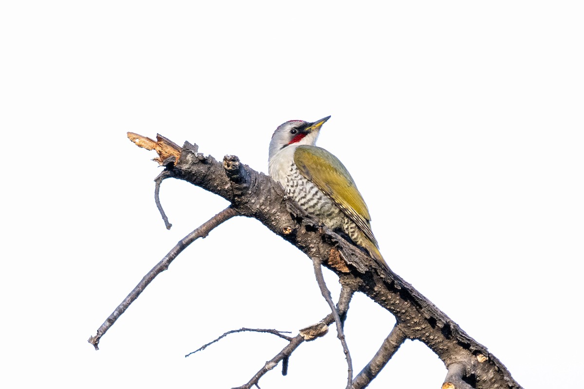 Japanese Woodpecker - ML615902818