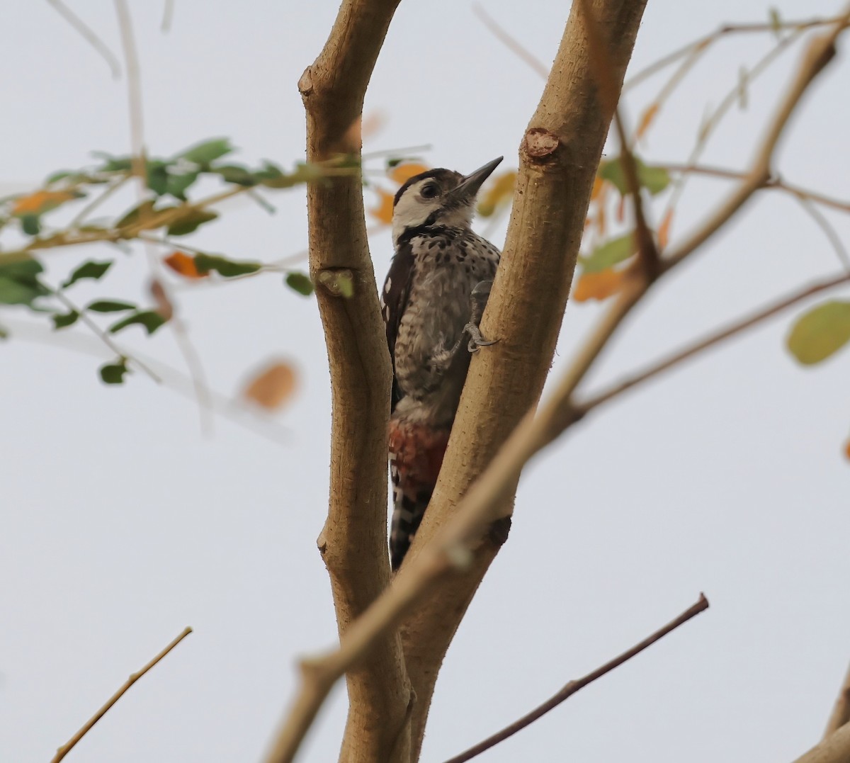 Freckle-breasted Woodpecker - ML615902832