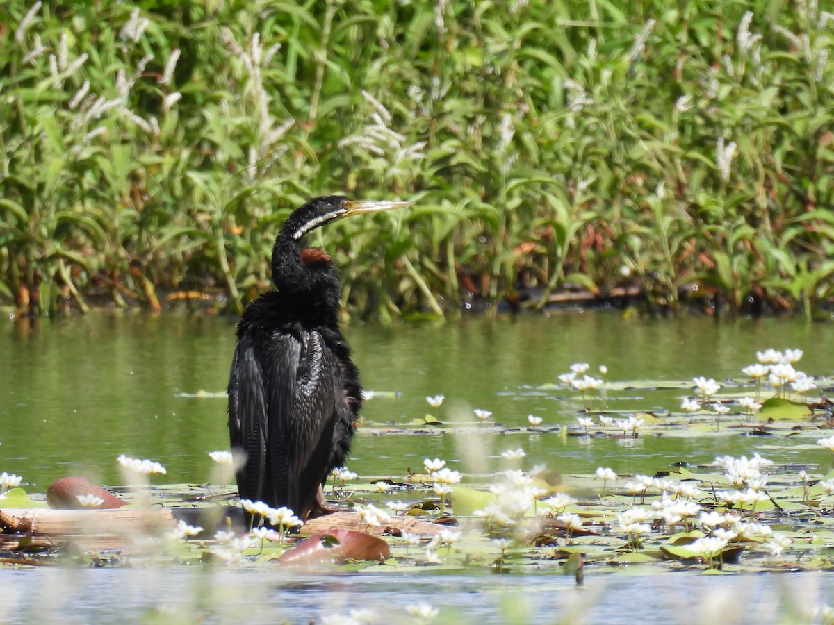 Australasian Darter - ML615902844