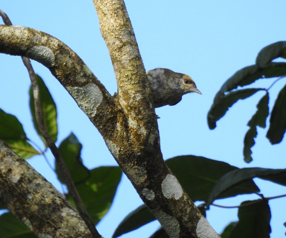 Antillean Piculet - Heath Harlan