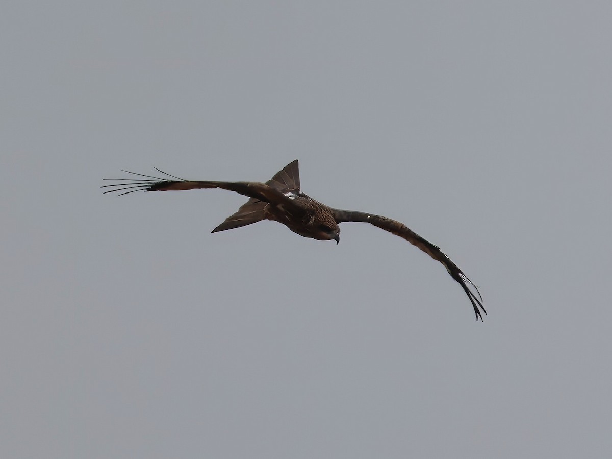 Black Kite (Black-eared) - ML615902864