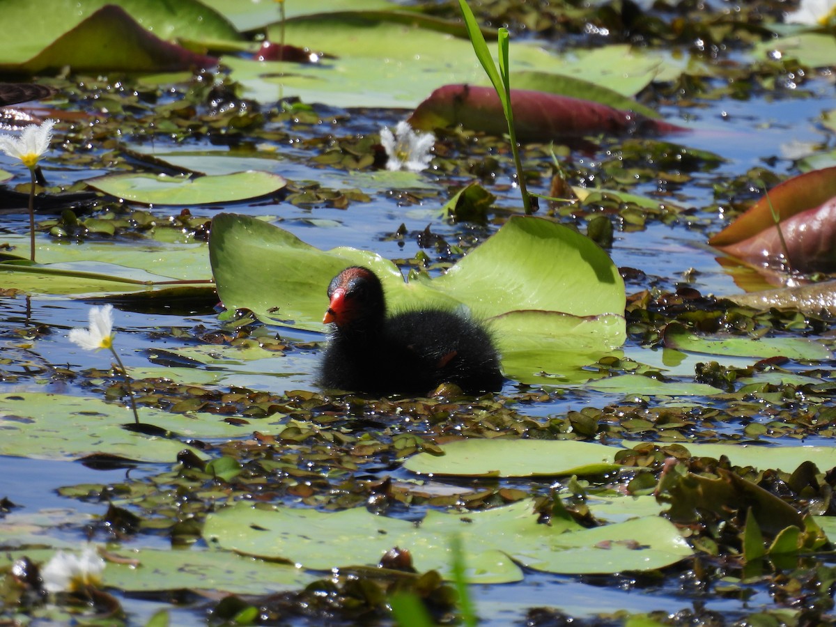 Dusky Moorhen - ML615902892