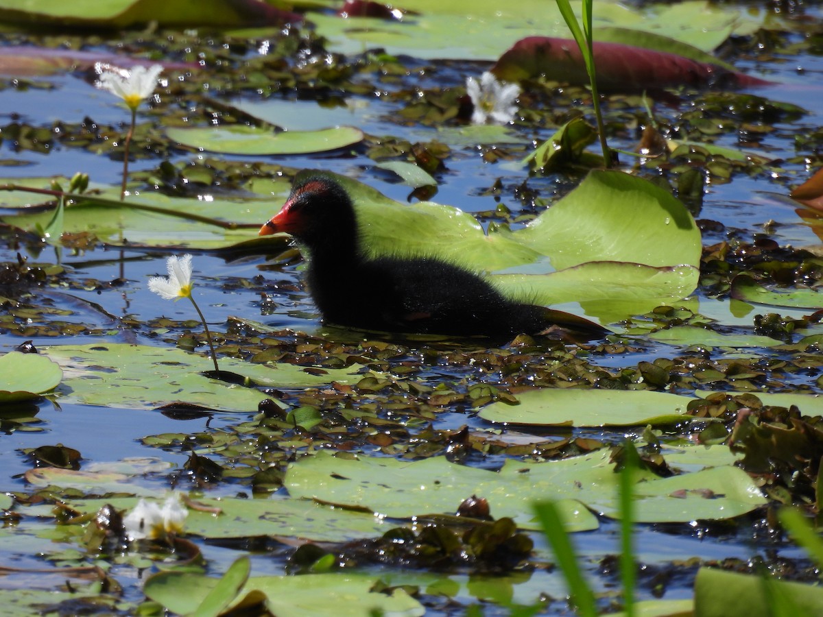 Dusky Moorhen - ML615902893