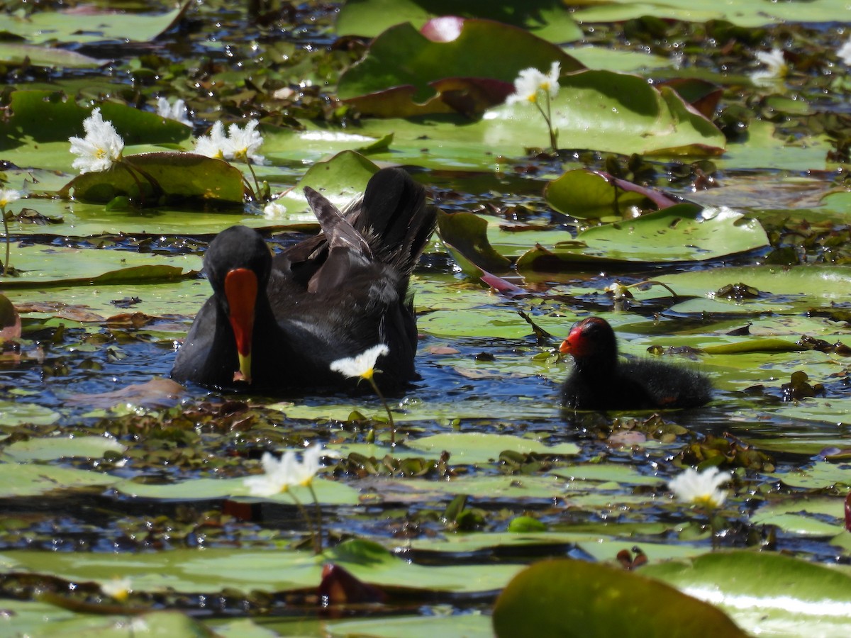 Dusky Moorhen - ML615902894