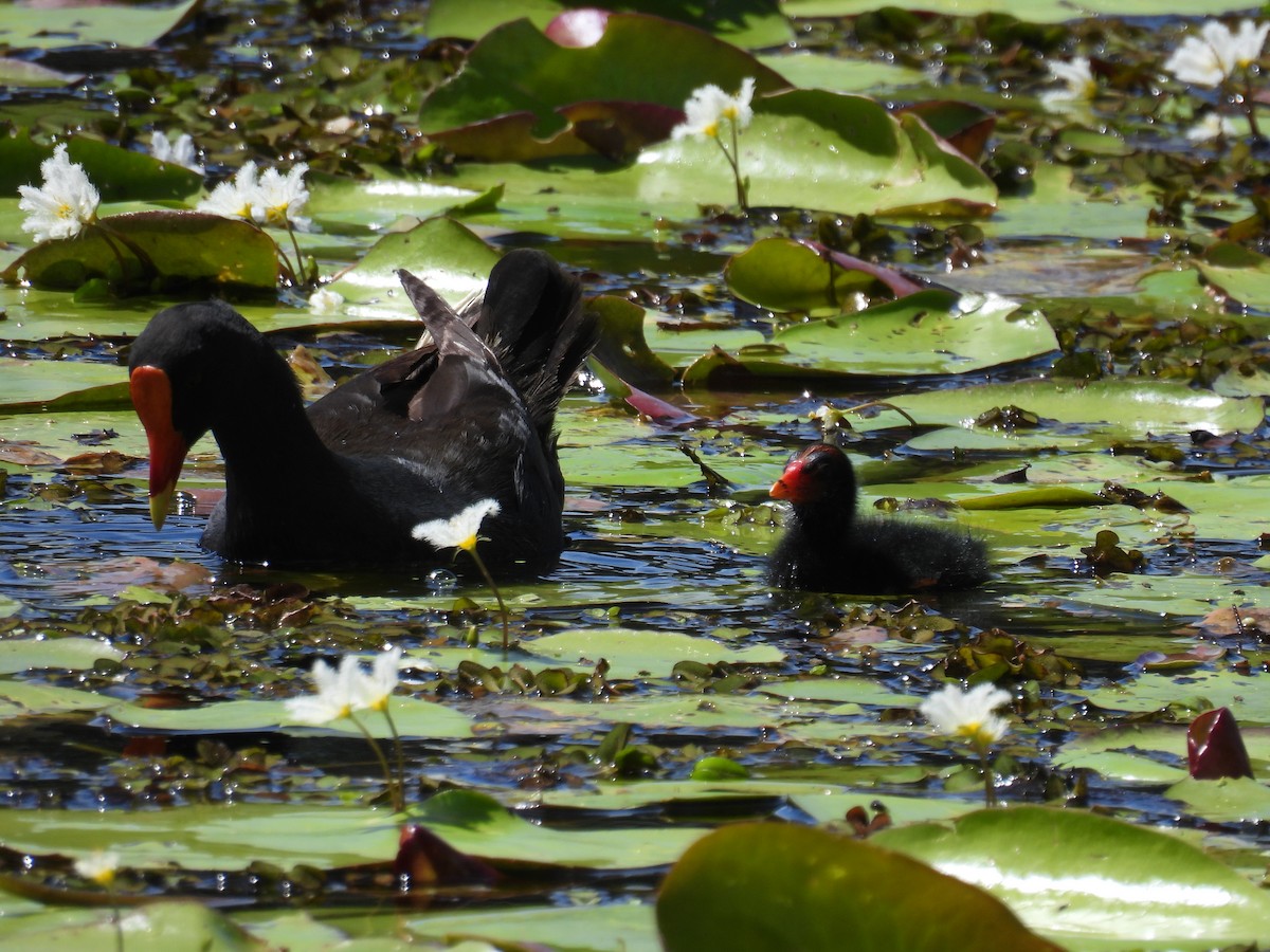 Dusky Moorhen - Helen Erskine-Behr