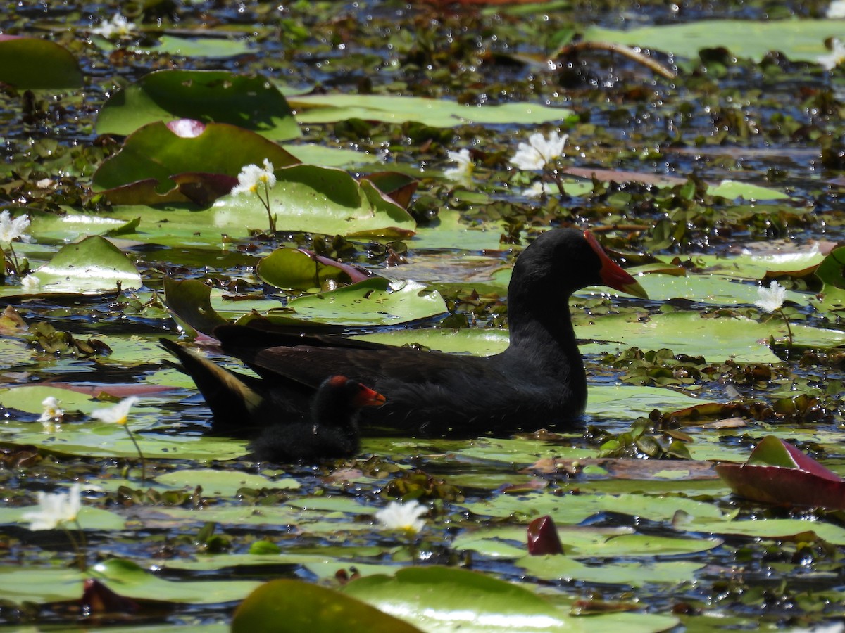 Dusky Moorhen - Helen Erskine-Behr