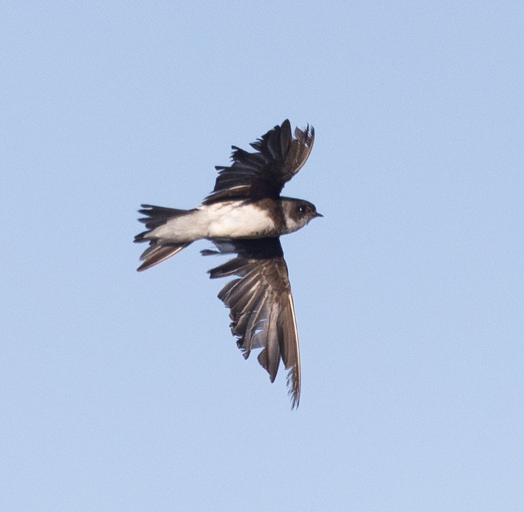 Bank Swallow - ML615902901