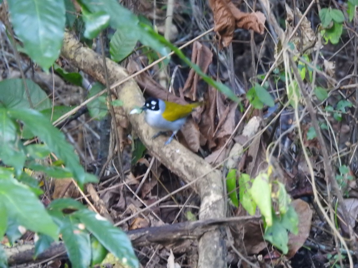Black-crowned Palm-Tanager - ML615902909