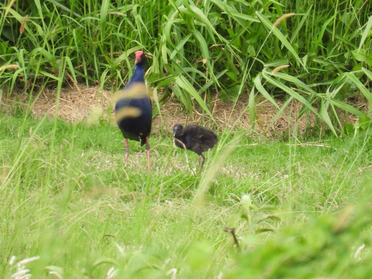 Australasian Swamphen - ML615902911