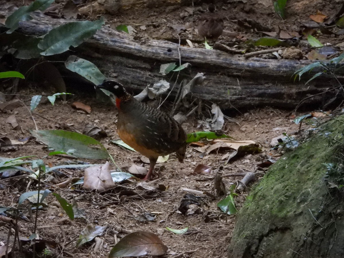 Hainan Partridge - ML615902912