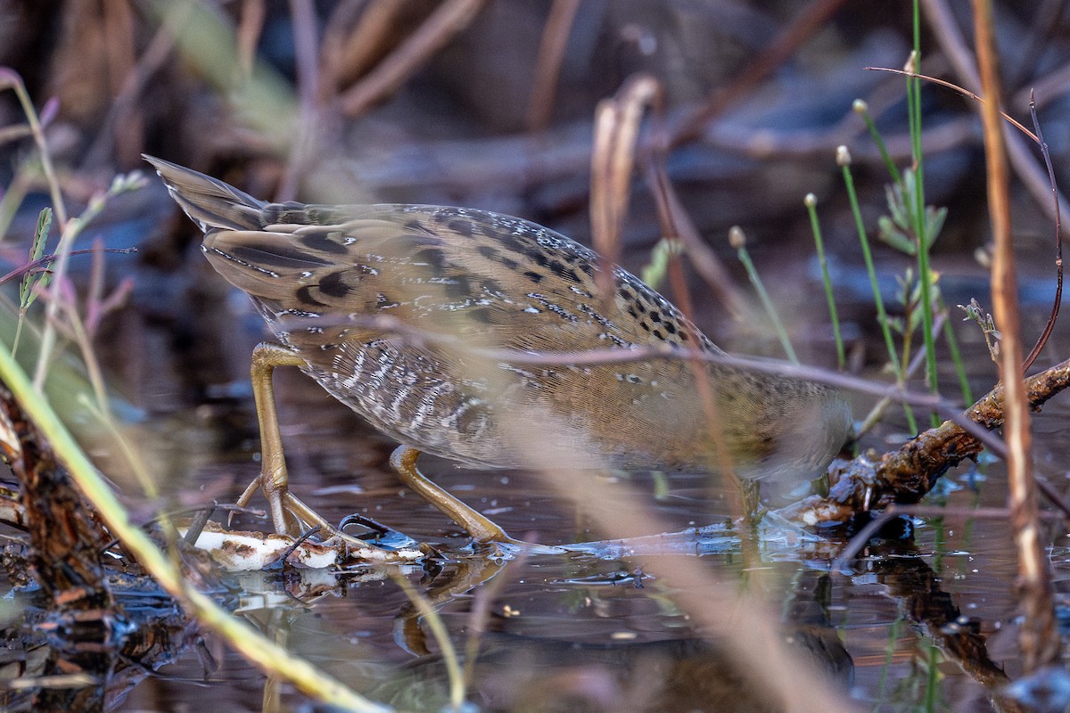 Baillon's Crake - ML615902935