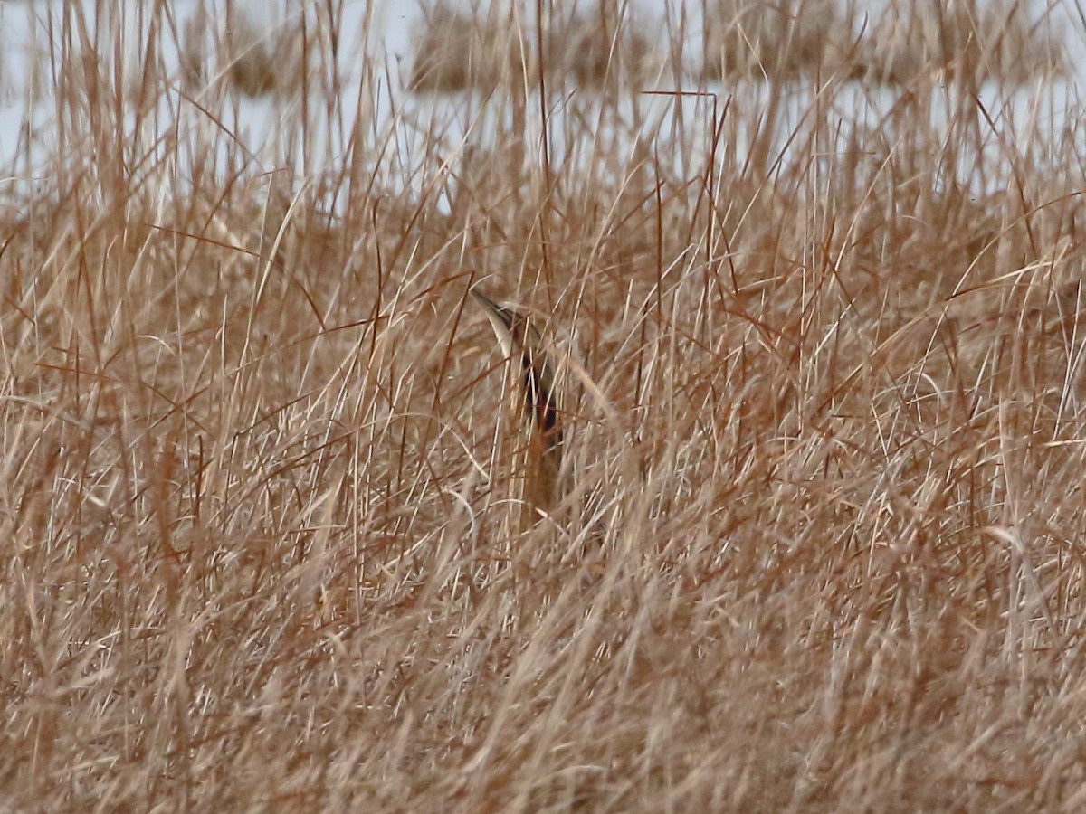 American Bittern - ML615902946