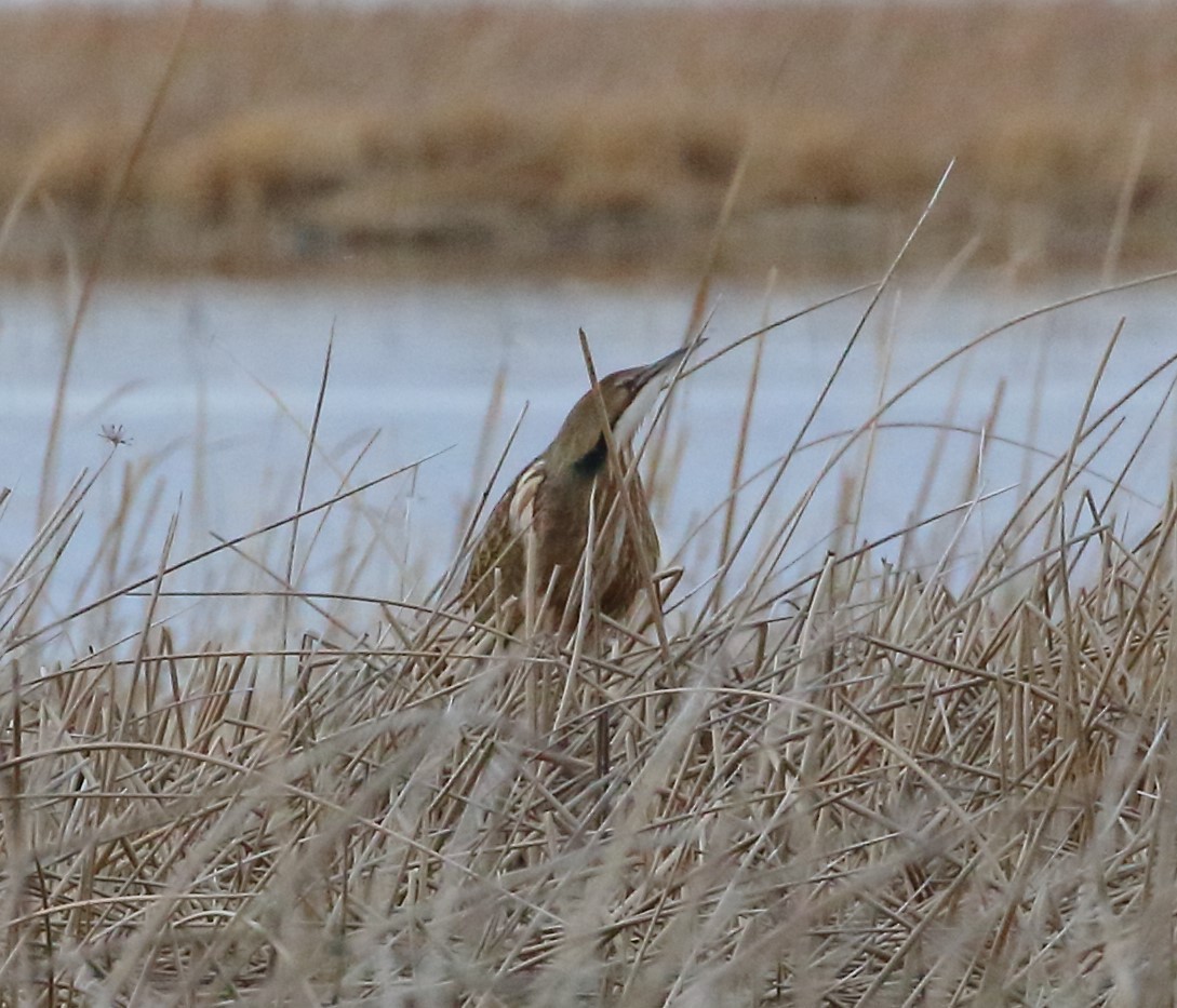 American Bittern - Rob Lowry