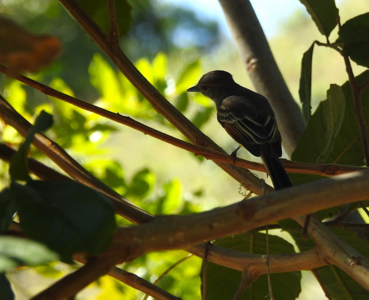 Stolid Flycatcher - ML615902964