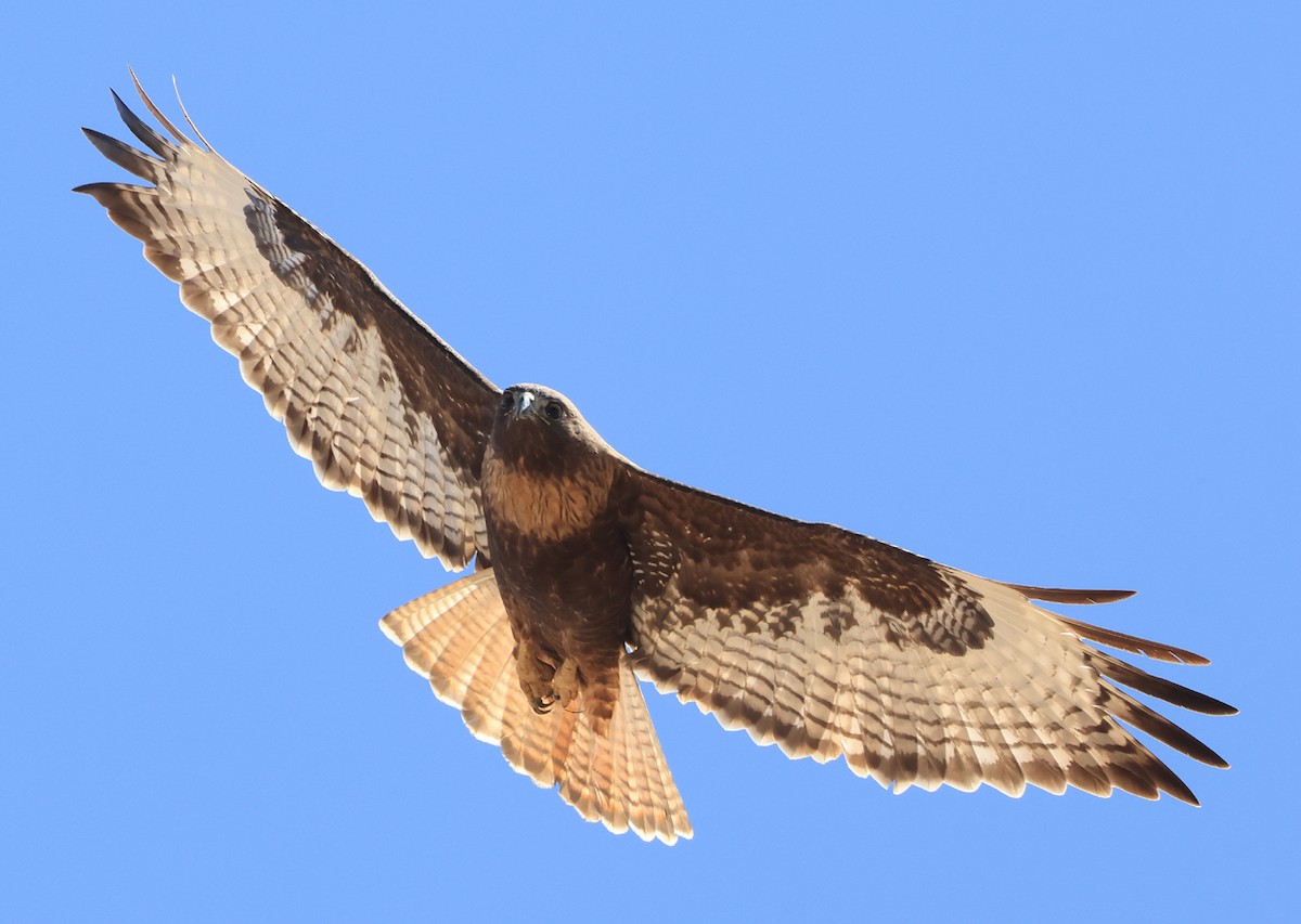 Red-tailed Hawk - ML615902988
