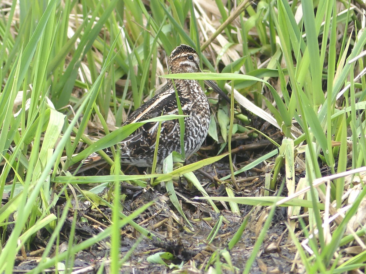 Wilson's Snipe - ML615902994