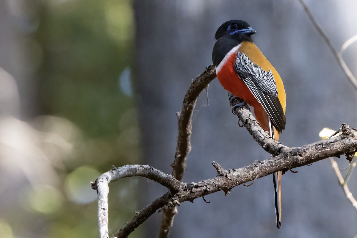 trogon indický - ML615902998