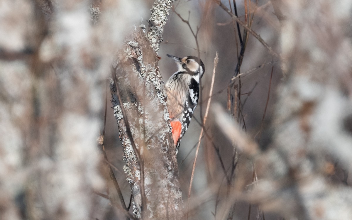 White-backed Woodpecker - ML615903004