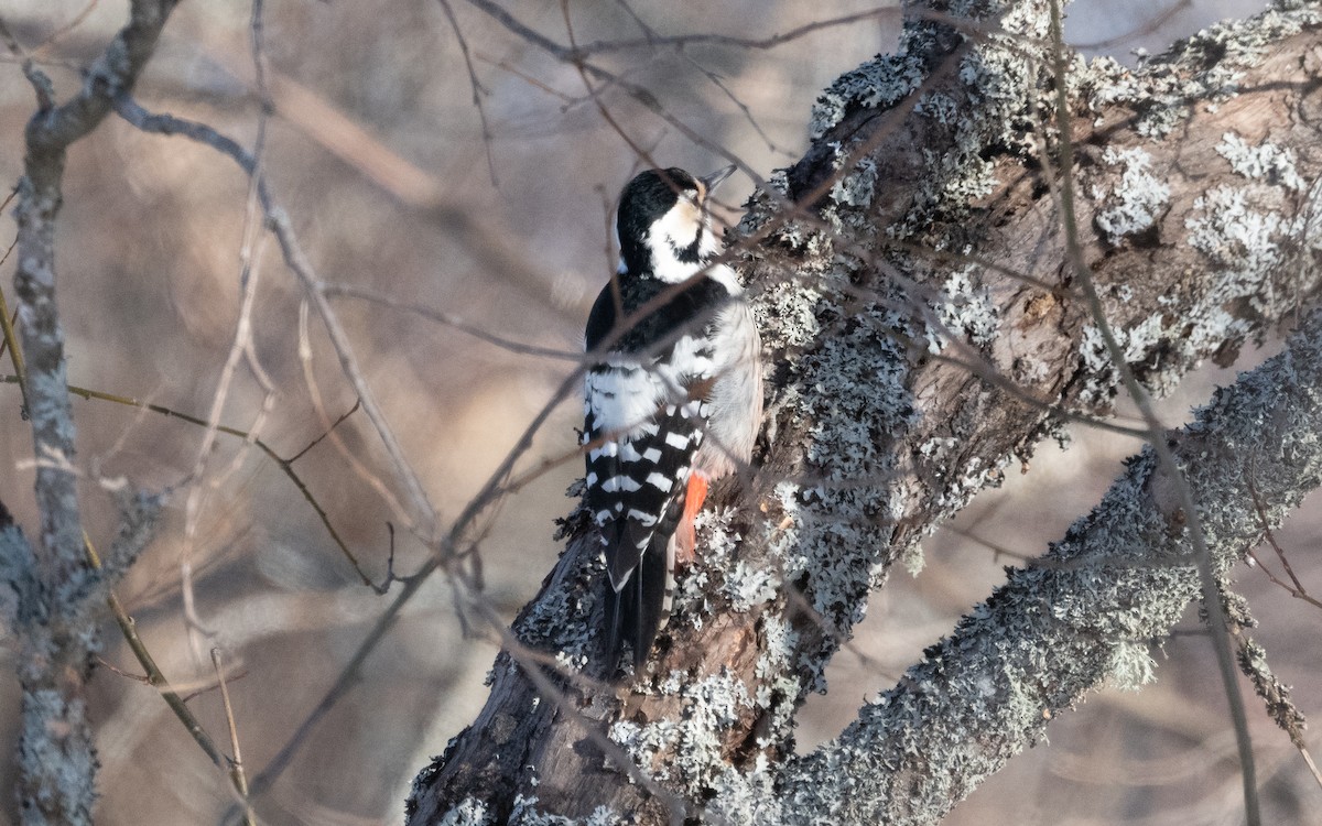 White-backed Woodpecker - ML615903010