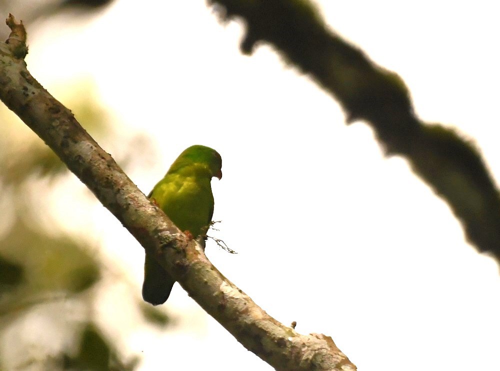 Yellow-throated Hanging-Parrot - Sunanda Vinayachandran