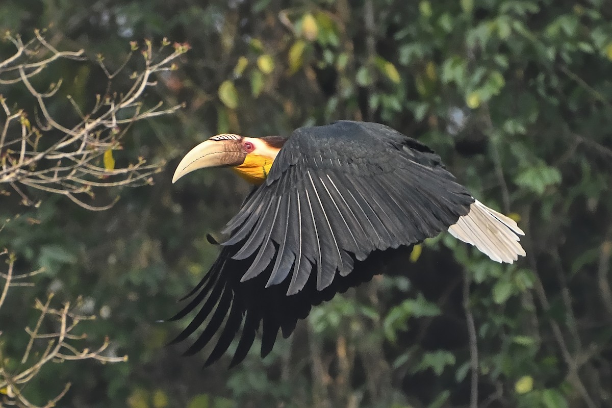 Wreathed Hornbill - ML615903119