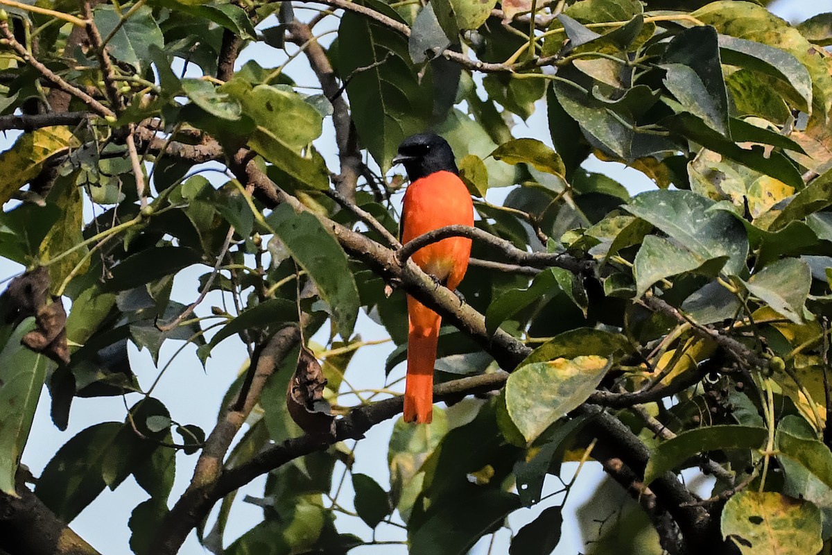 Scarlet Minivet - ML615903138