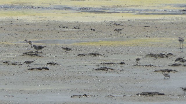 Little Stint - ML615903152