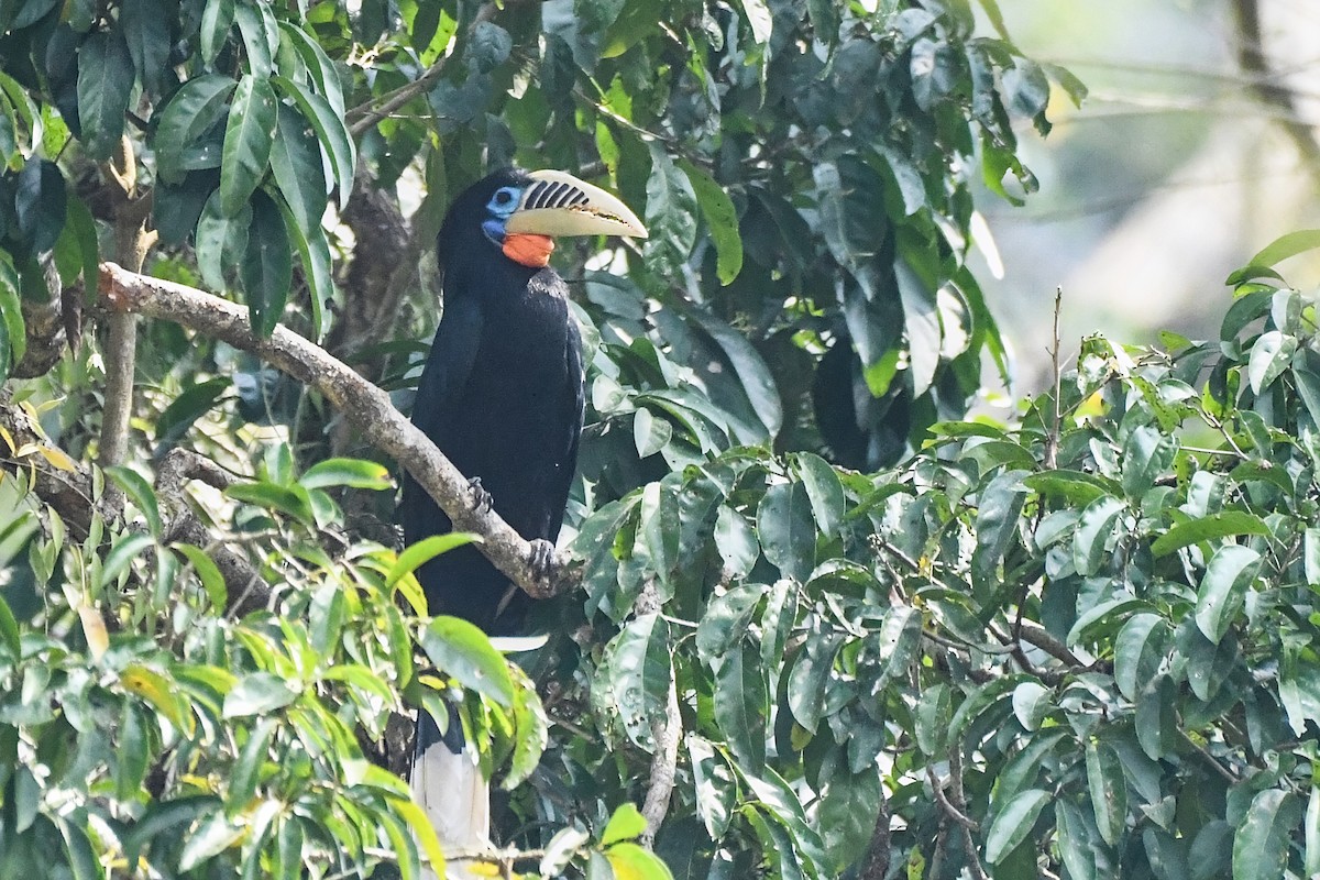 Rufous-necked Hornbill - ML615903161