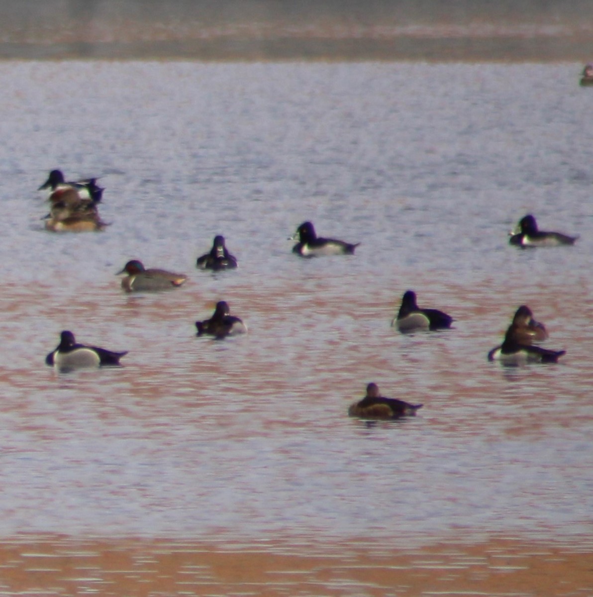 Green-winged Teal - ML615903219