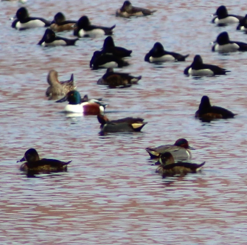 Green-winged Teal - ML615903222