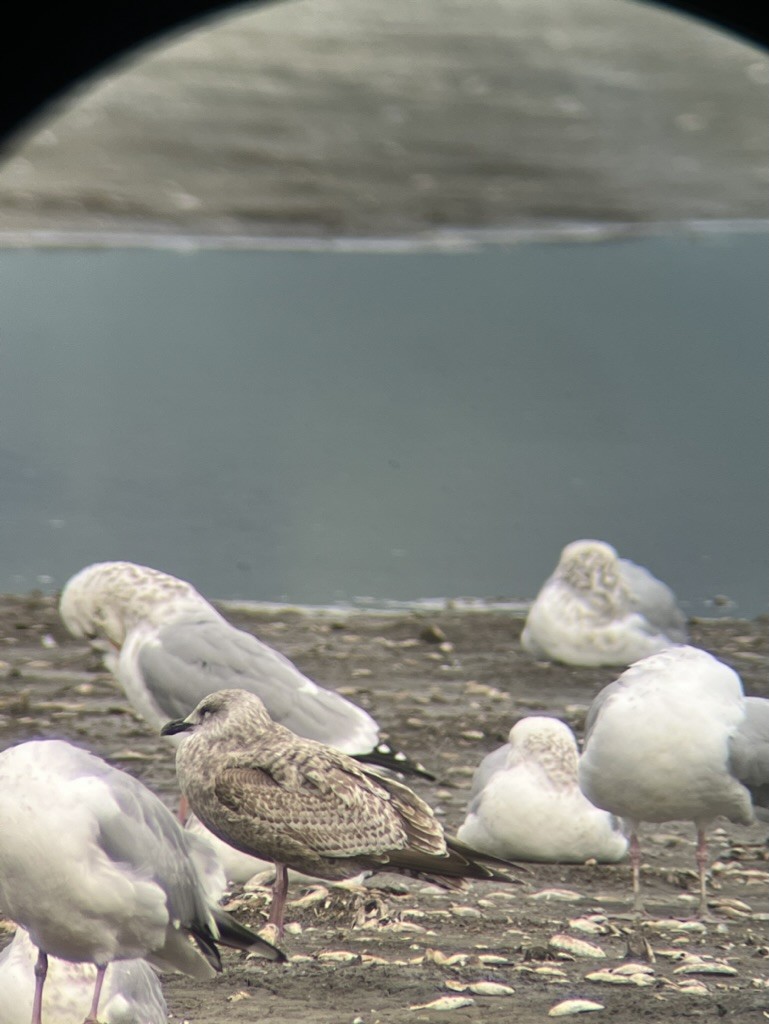 Larus sp. - Marty Freeland