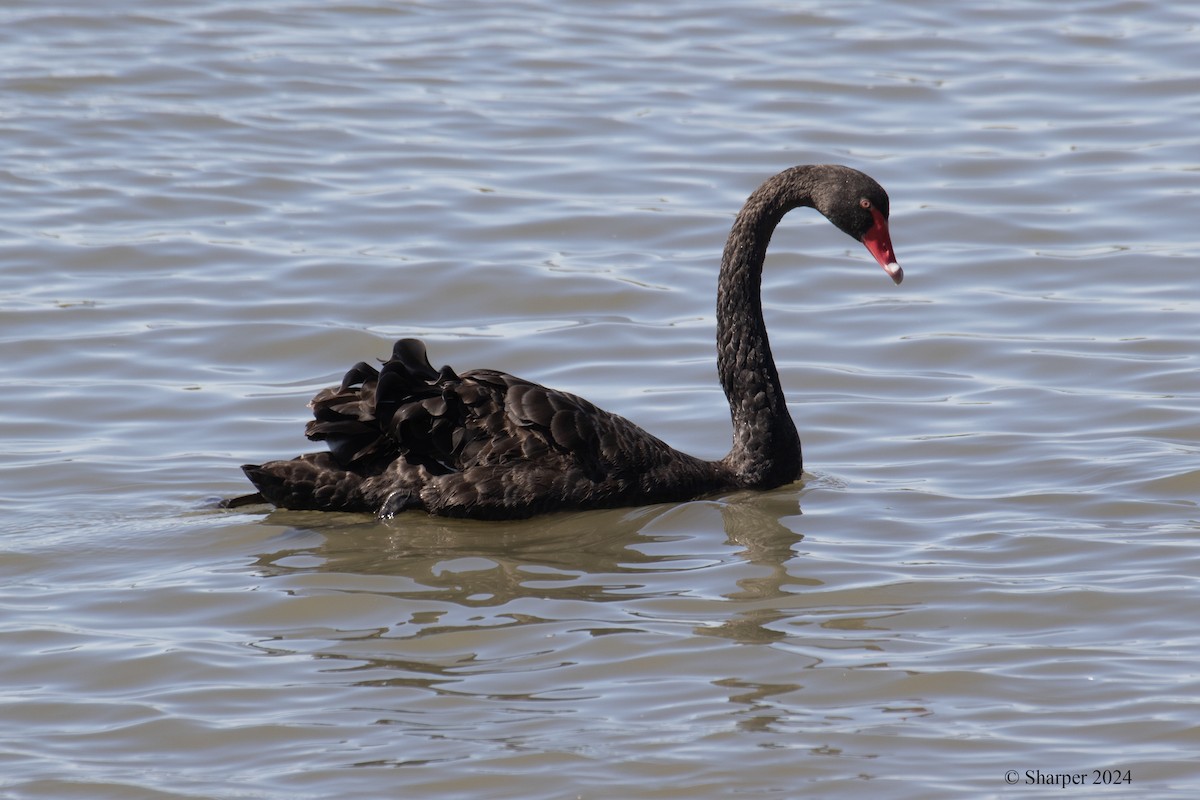 Black Swan - ML615903307