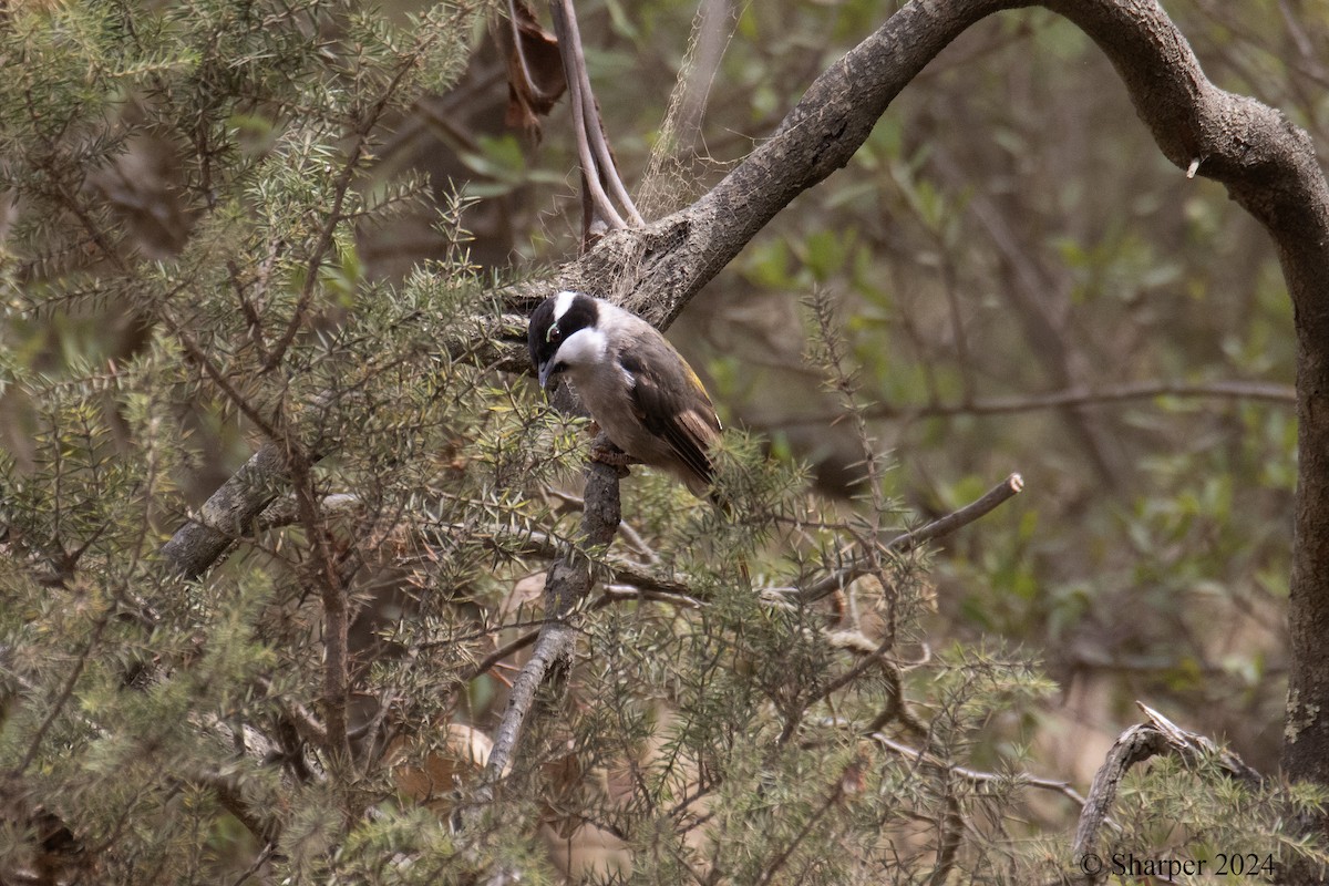 Strong-billed Honeyeater - Sue Harper