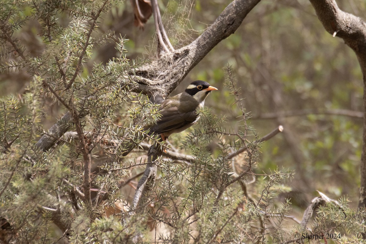 Strong-billed Honeyeater - Sue Harper