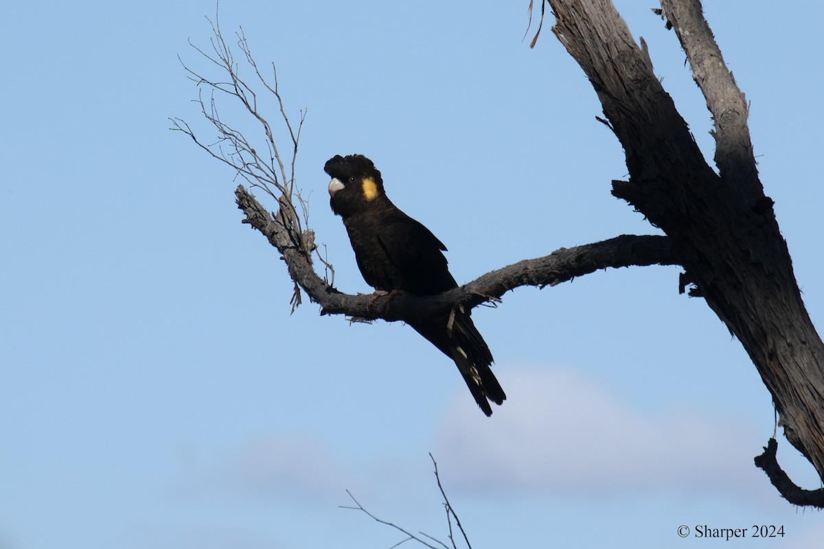 Yellow-tailed Black-Cockatoo - ML615903473