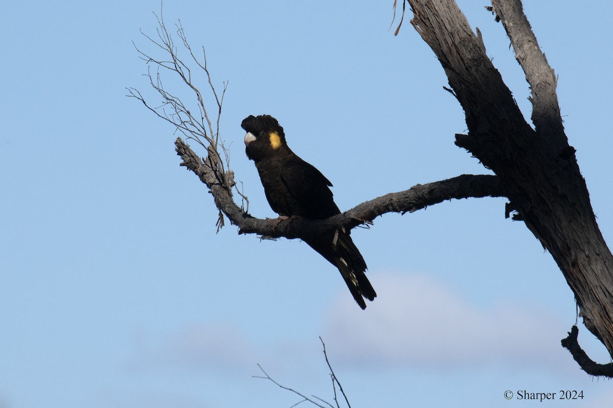 Cacatúa Fúnebre Coliamarilla - ML615903473