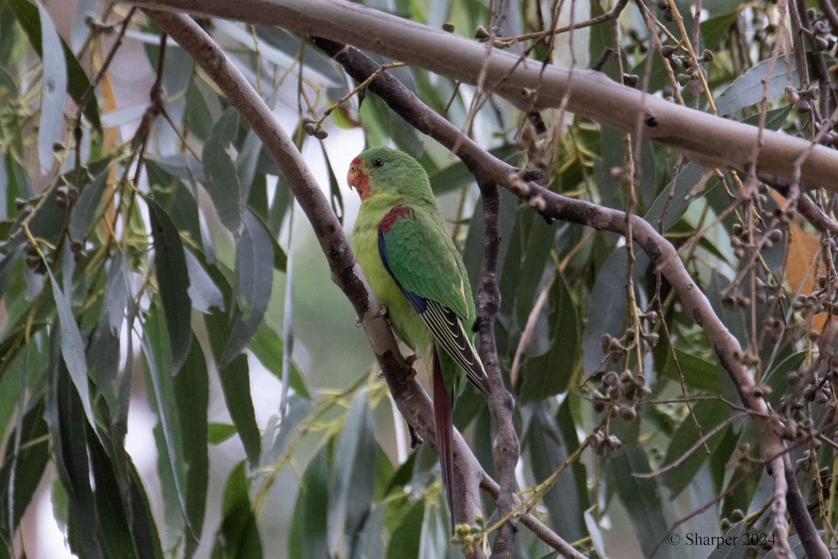 Swift Parrot - ML615903482