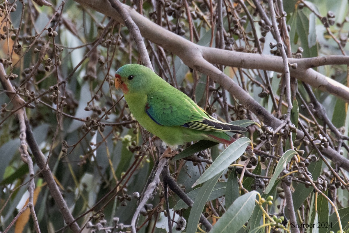 Swift Parrot - ML615903483