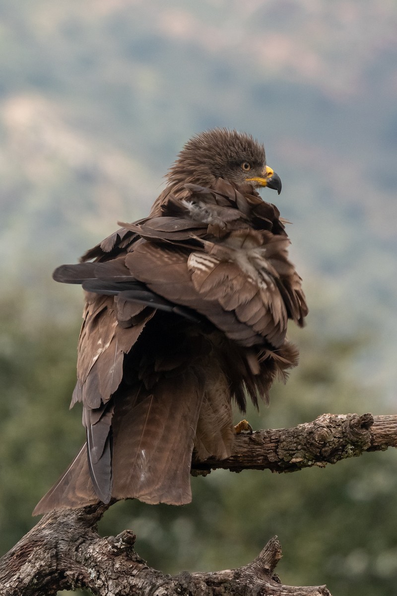 Black Kite - Gonzalo Astete Sánchez