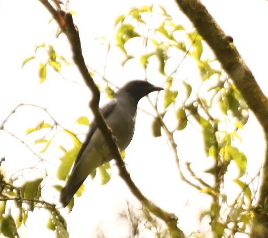 Sunda Cuckooshrike - Sunanda Vinayachandran