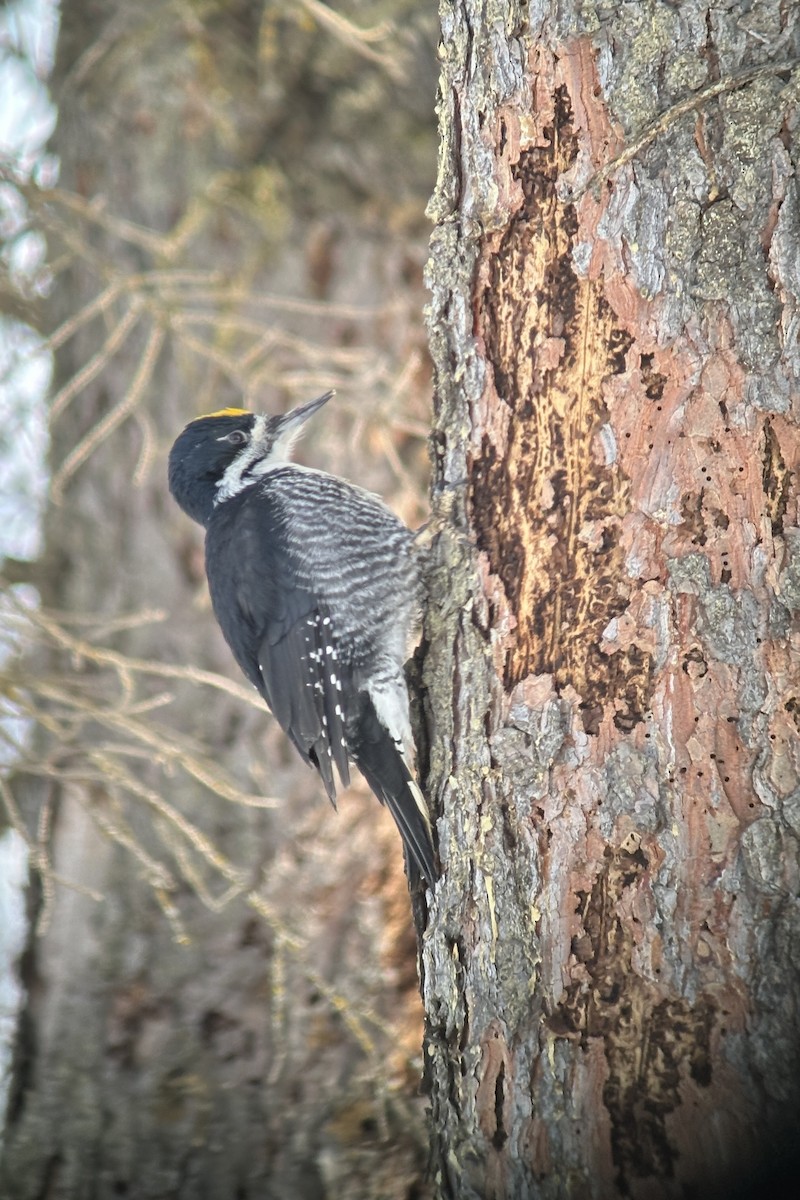 Black-backed Woodpecker - Sulli Gibson