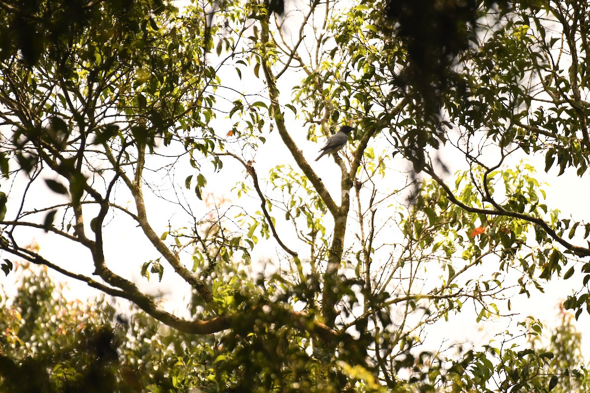 Sunda Cuckooshrike - Sunanda Vinayachandran