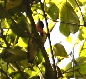 Blood-breasted Flowerpecker - Sunanda Vinayachandran