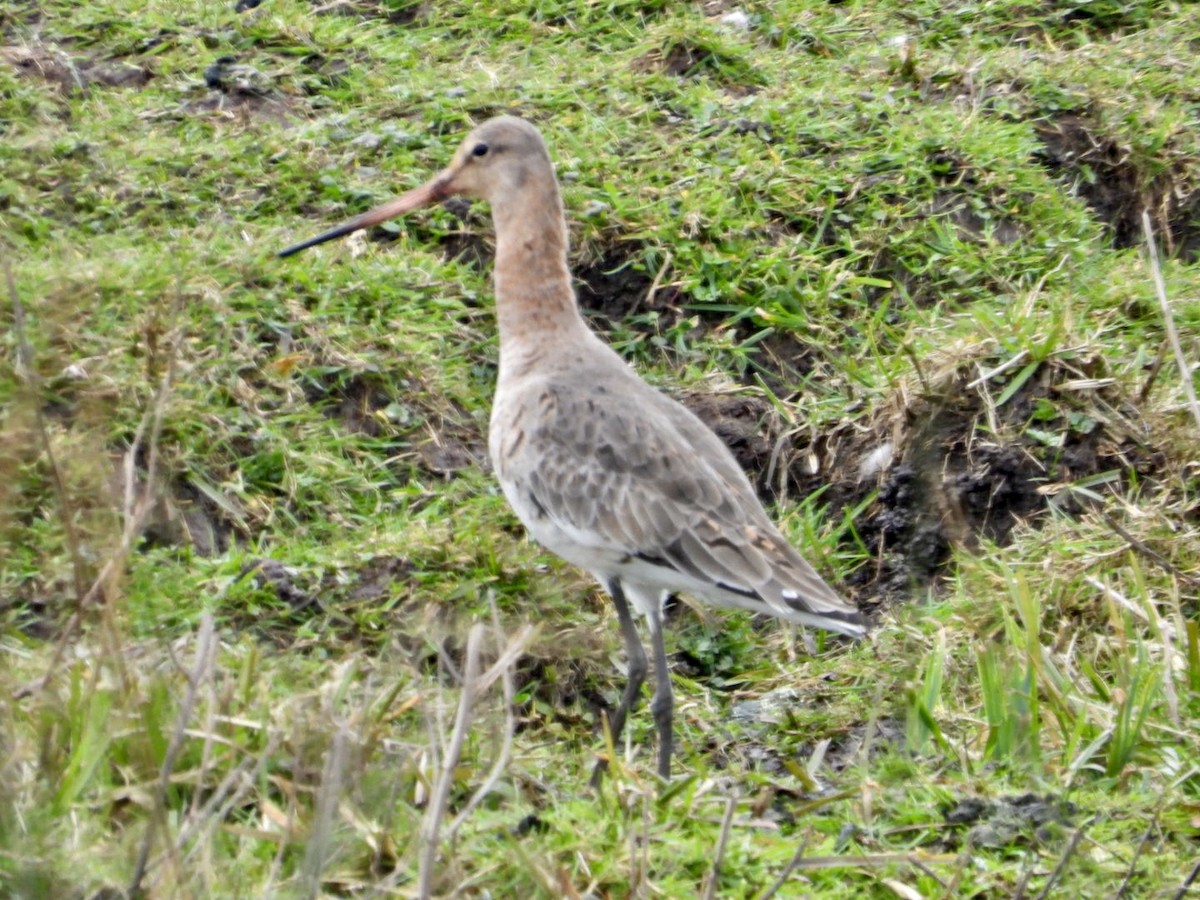 Black-tailed Godwit - ML615903579