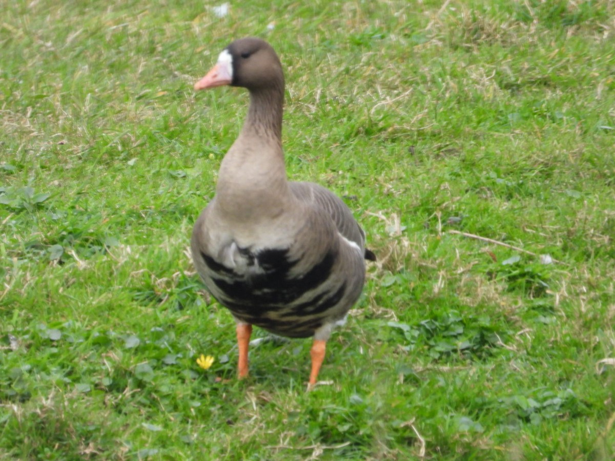 Greater White-fronted Goose - ML615903619