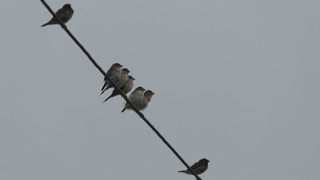 Indian Silverbill - ML615903636