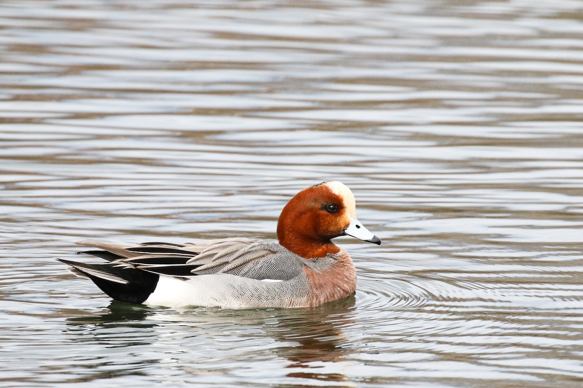 Eurasian Wigeon - ML615903658