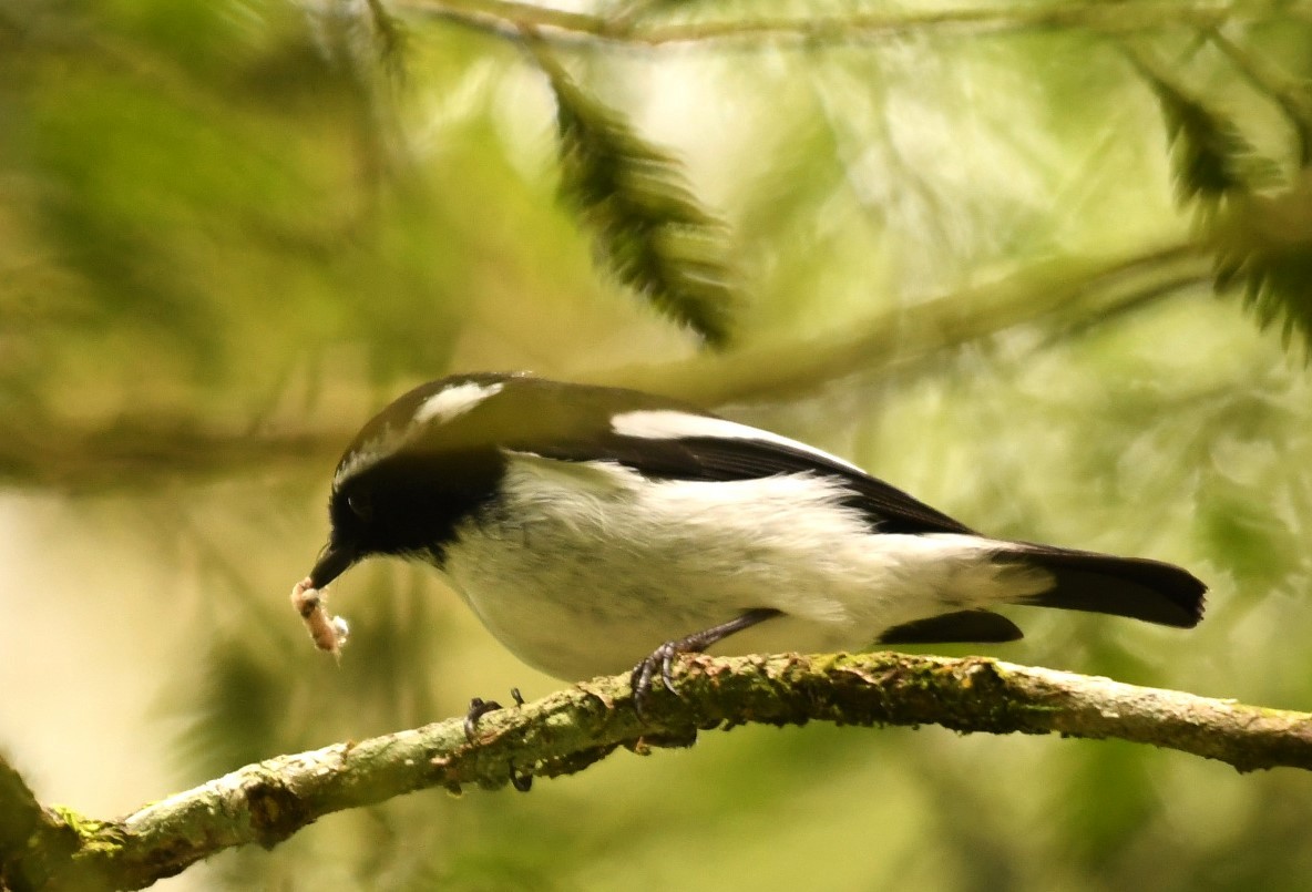 Little Pied Flycatcher - ML615903665