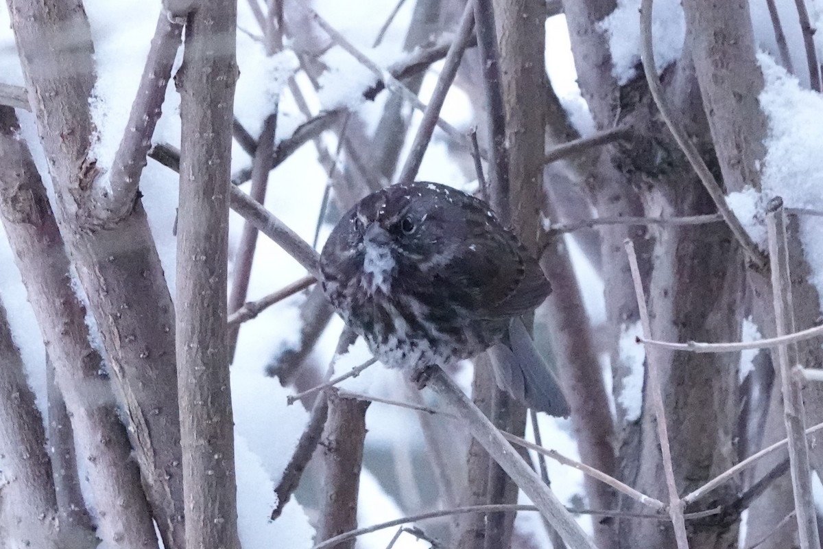 Song Sparrow (rufina Group) - Terry Doyle